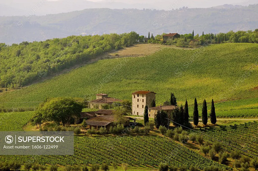 Italy, Tuscany, Siena region, Chianti Road, vineyard