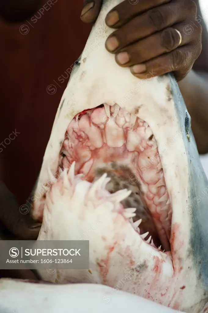 French West Indies, Martinique, Sainte Luce, shark