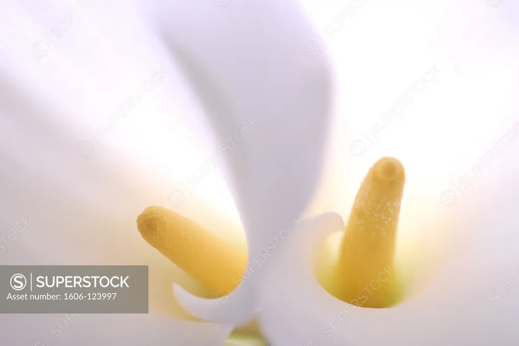 Close-up of 2 arum lilies