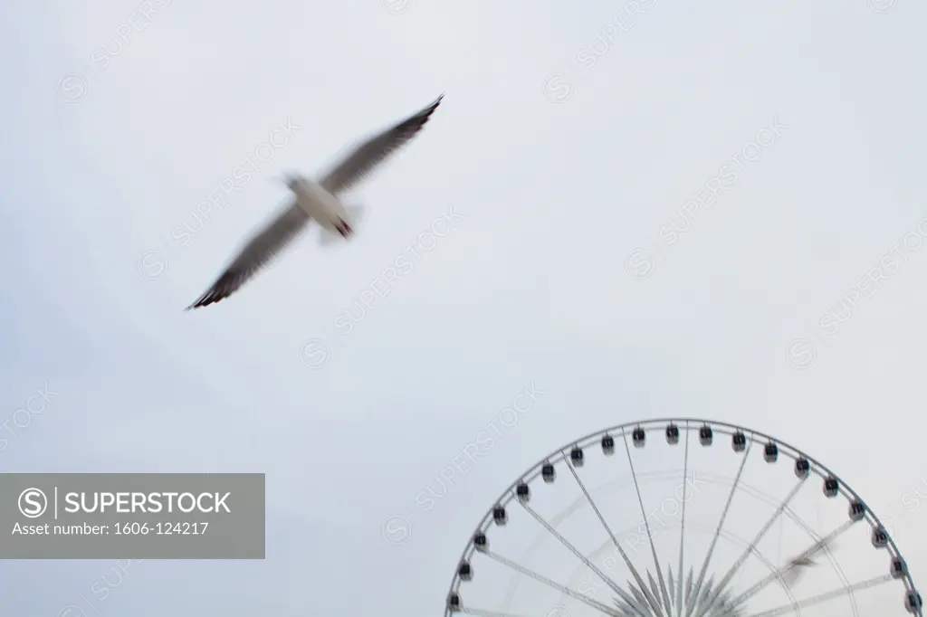 France, Paris, Concorde square, ferris wheel and gull