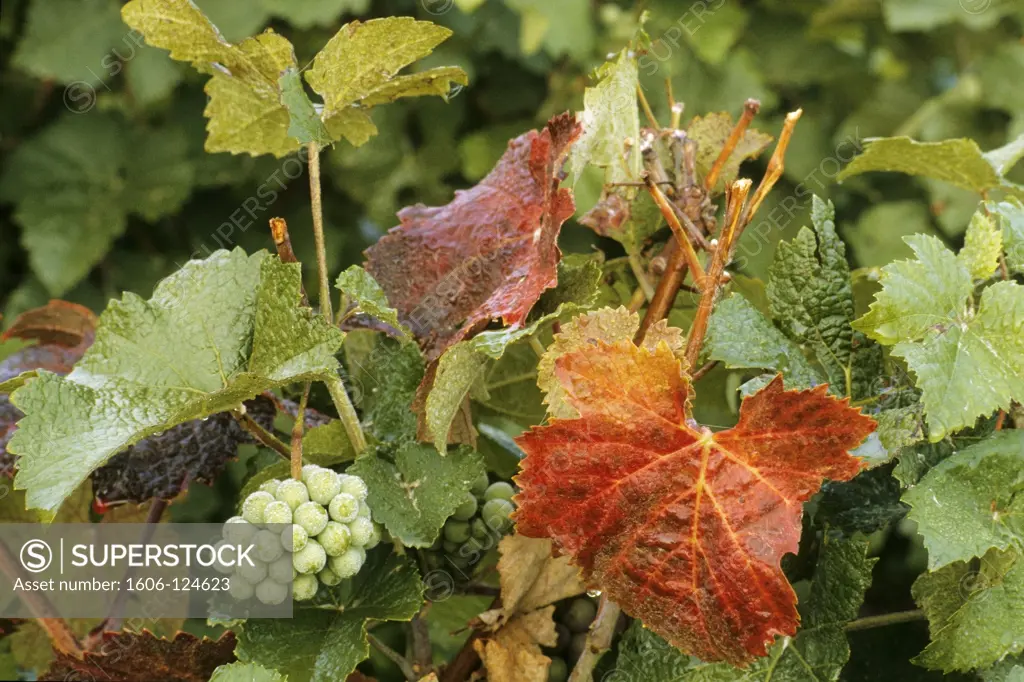 France, grape harvest in Champagne, early in the morning