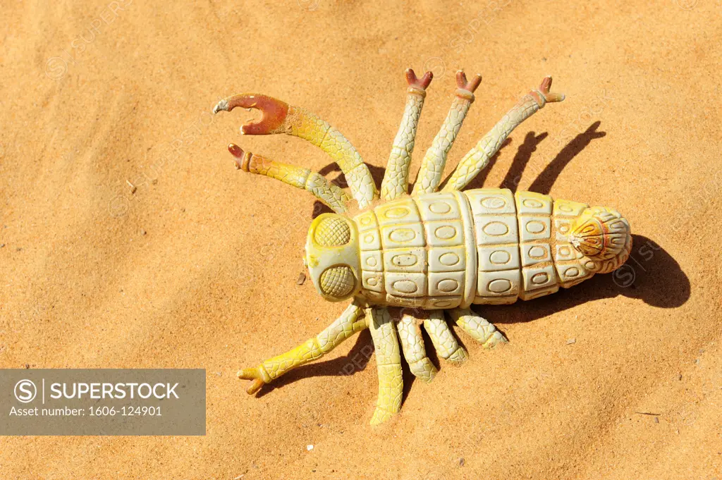 Sultanate of Oman, Ash Sharqiyah, Wahiba Sands, plastic beetle