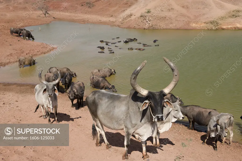 India, Gujarat, Kutch, cattle at water point