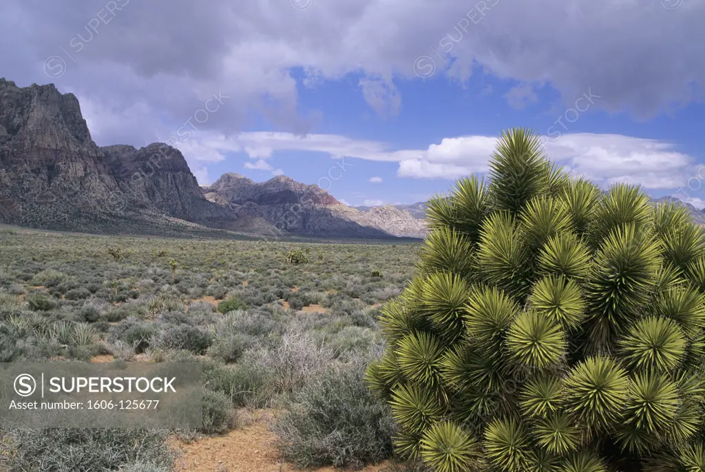 USA, Nevada, Red Rock Canyon