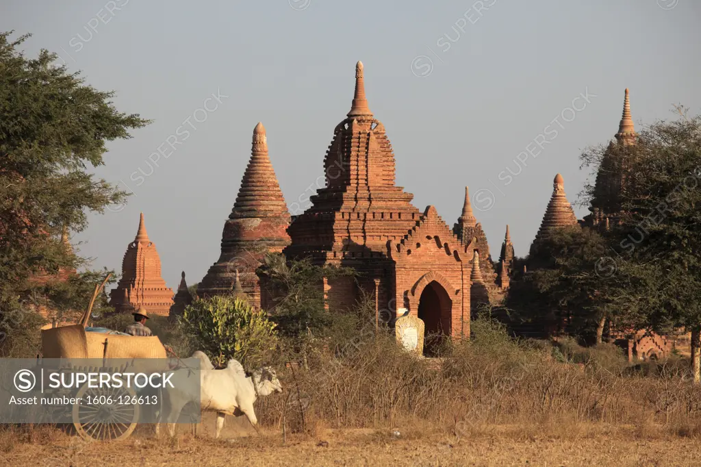 Myanmar, Burma, Bagan, oxcart among the temples