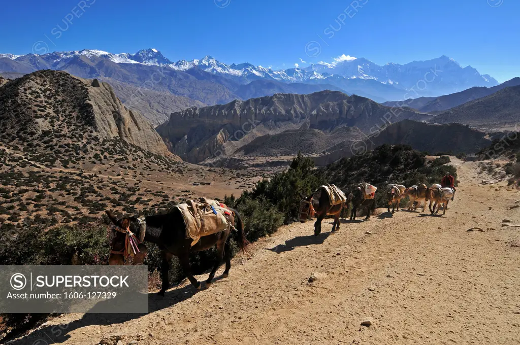 NEPAL, MUSTANG, SAMAR, Caravan in Mustang  Nepal.