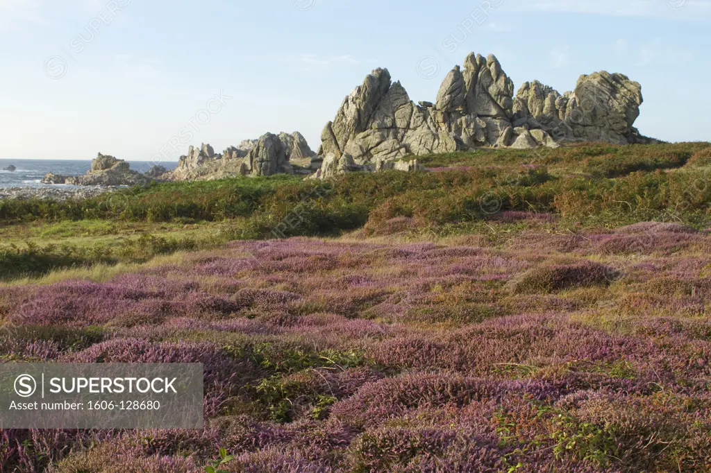 France, Brittany, Finistère, Ouessant island, heath