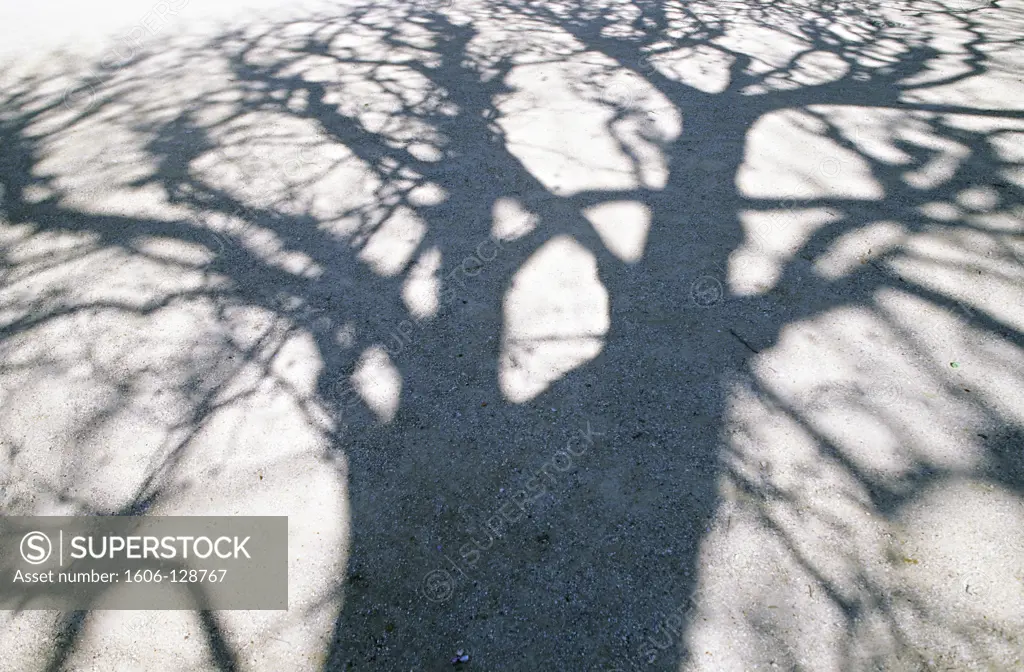 Shadow of a tree