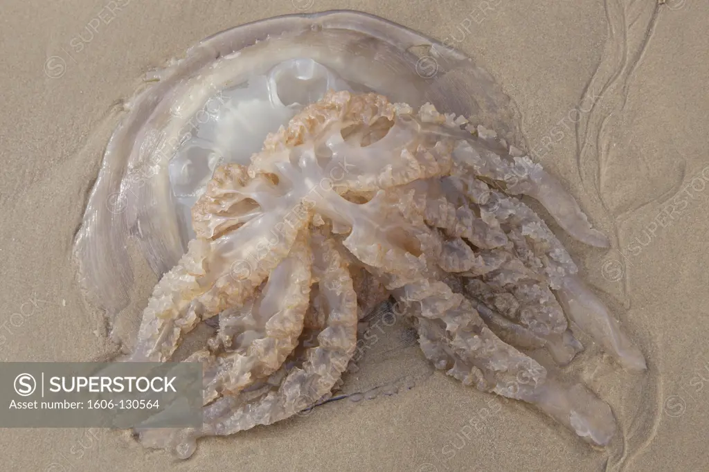 France, Oleron island, jellyfish
