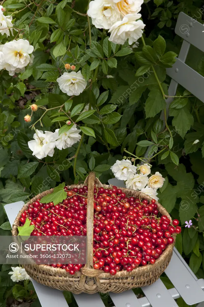 Basket of red currants
