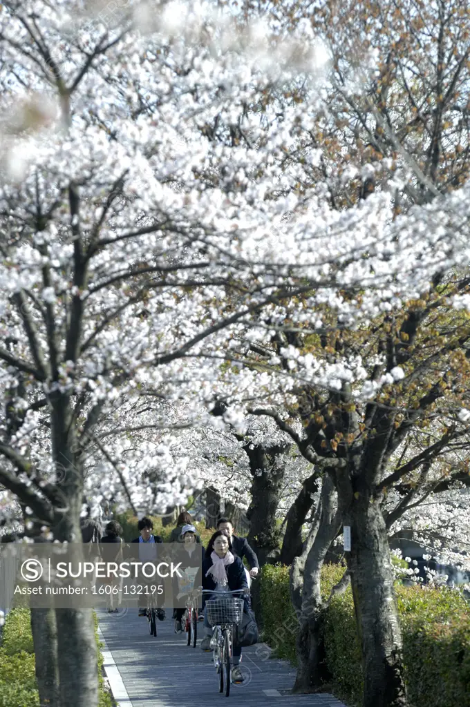 Japan, Kyoto, Philosopher's Walk, cherry trees in bloom