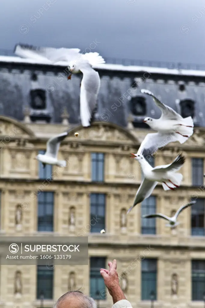 France, Paris, jardin des Tuileries, seagulls