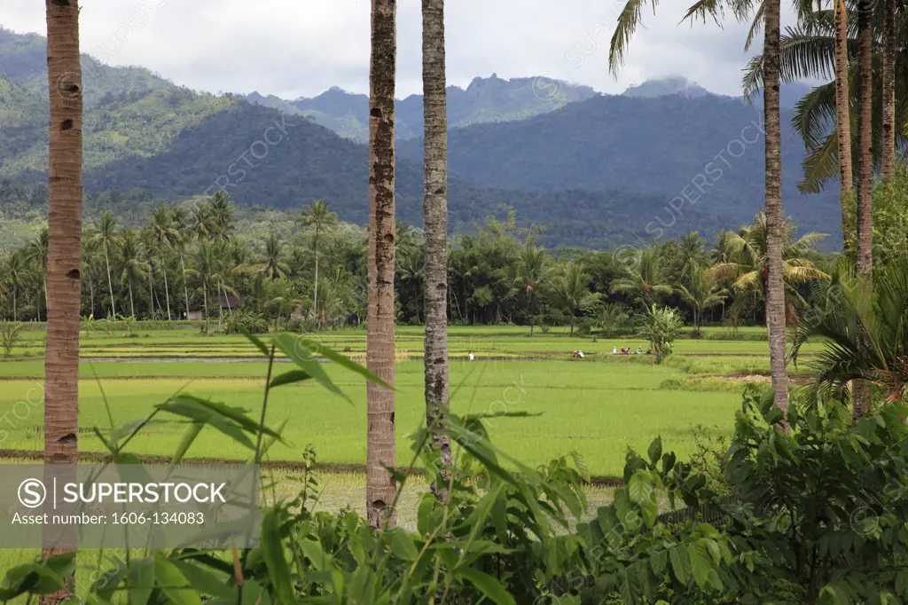 Indonesia,  Java, near Borobodur, landscape, rice fields,