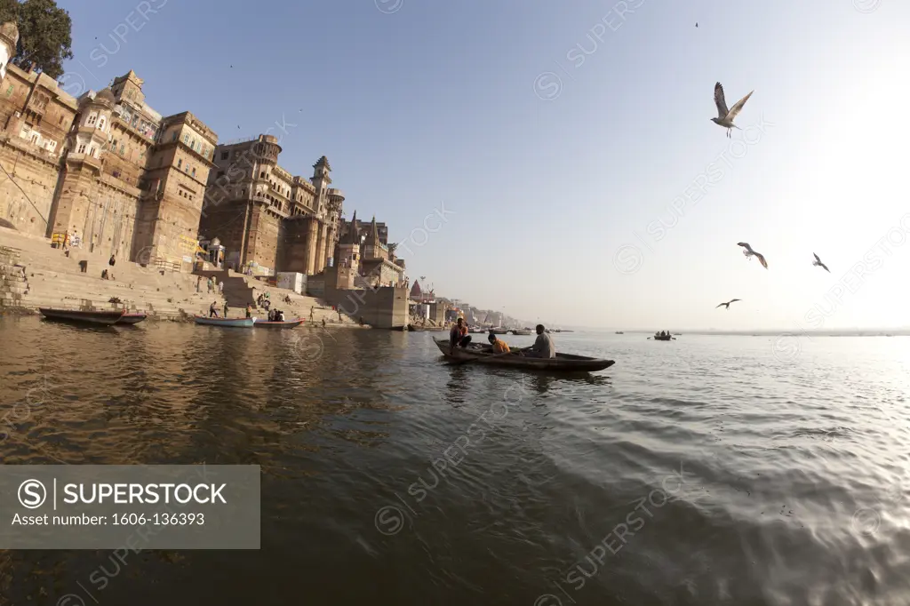 India, Utta Pradesh, Varanasi. Gull flying over Ganga river in Varanasi. India.