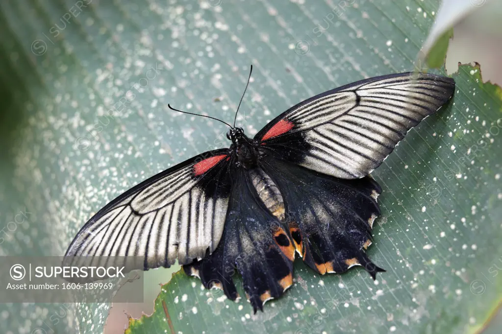 papilio lowi butterfly