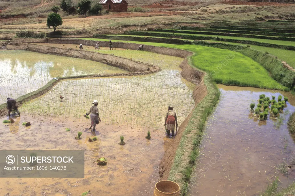 Africa, East Africa, Madagascar island, rice field near Antsirabe