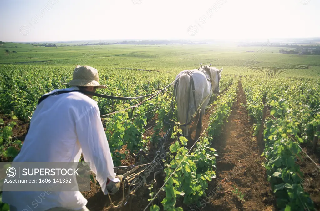 France,Burgundy,Nuits-St-Georges,Farmer and Horse Ploughing Vineyards