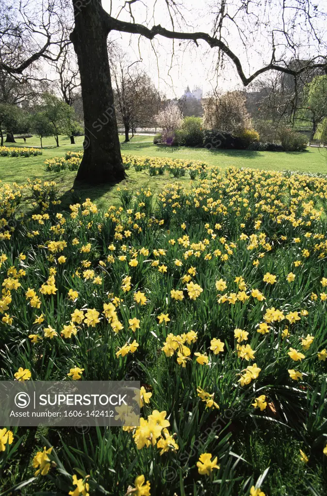 England,London,Daffodils in St.James Park