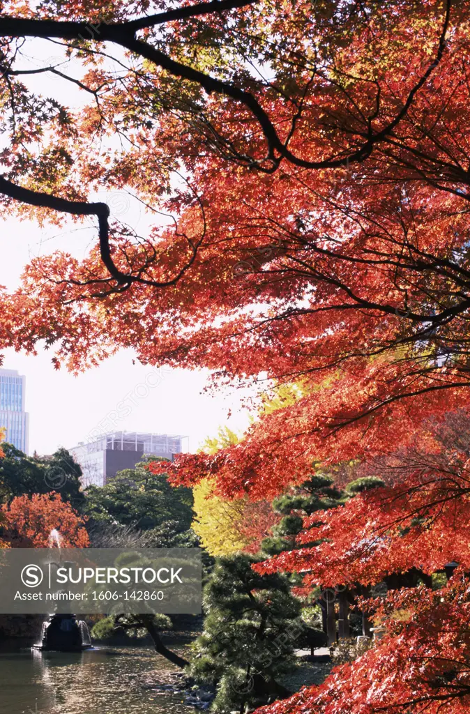 Japan,Tokyo,Hibiya Park,Autumn Foliage