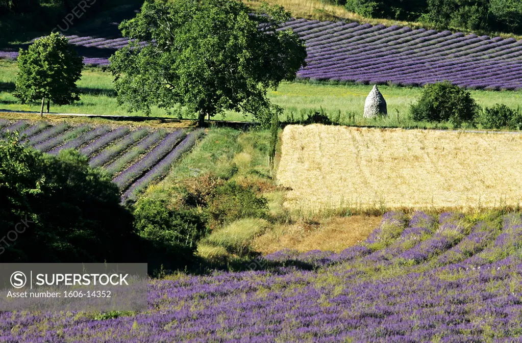 France, Alpes de Haute-Provence, lavander fields