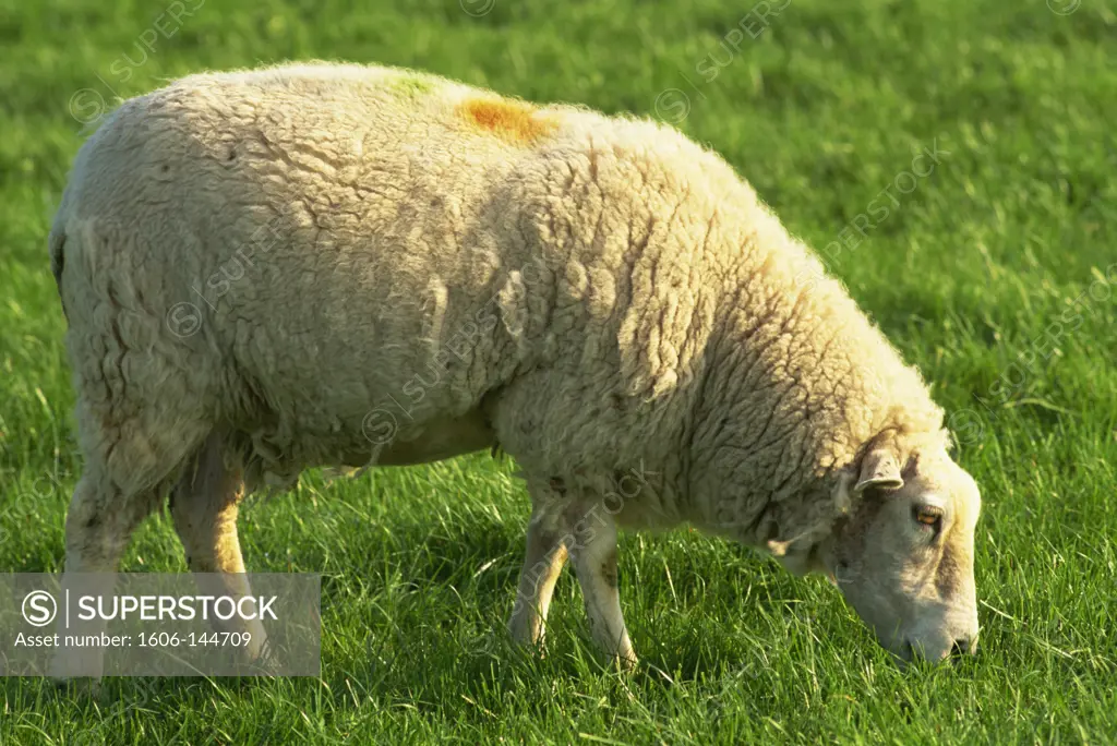 England,Cotswolds,Sheep in Field