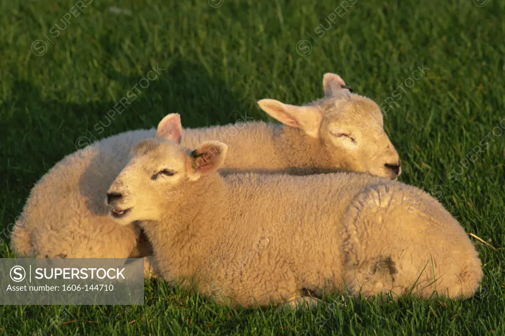 England,Cotswolds,Lambs in Field
