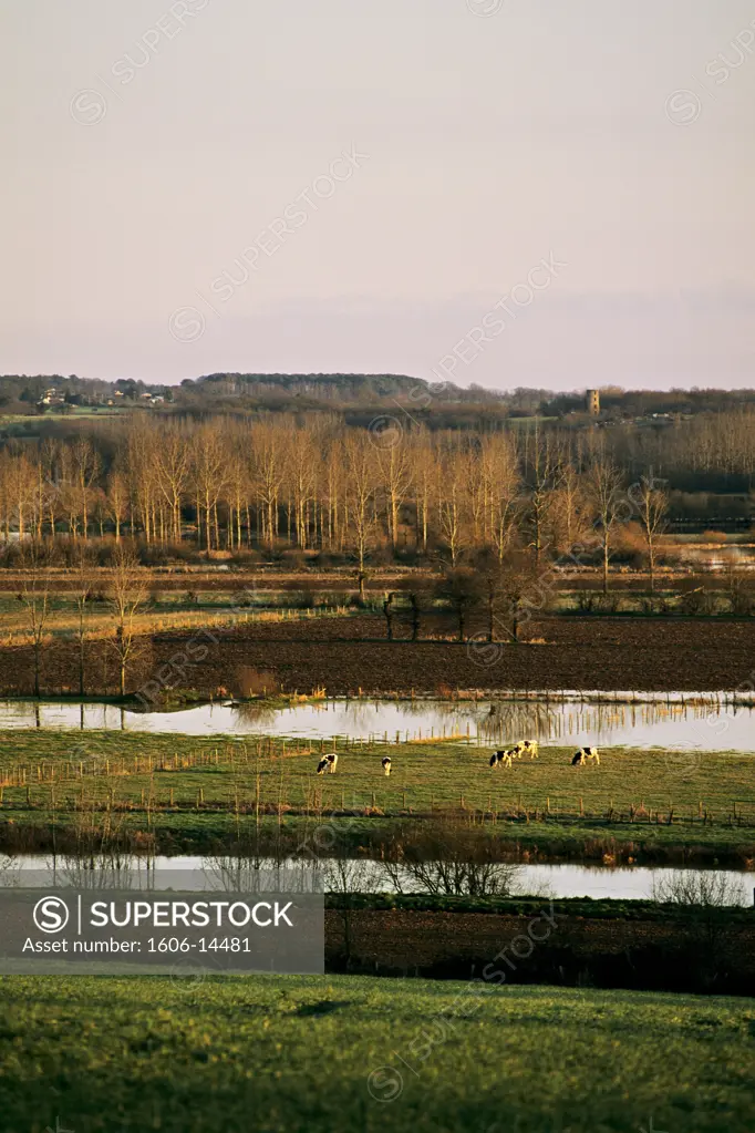 France, Brittany, Ille et Vilaine, Gannedel marsh