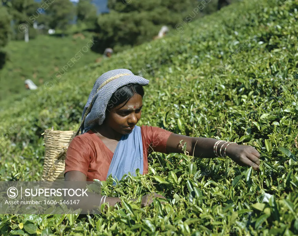 Sri Lanka, Nuwara Eliya, Tea Fields / Tea Picker