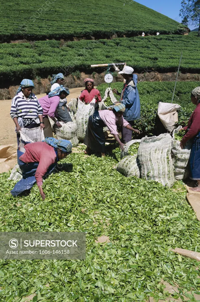 Sri Lanka, Nuwara Eliya, Tea Fields / Tea Weighing