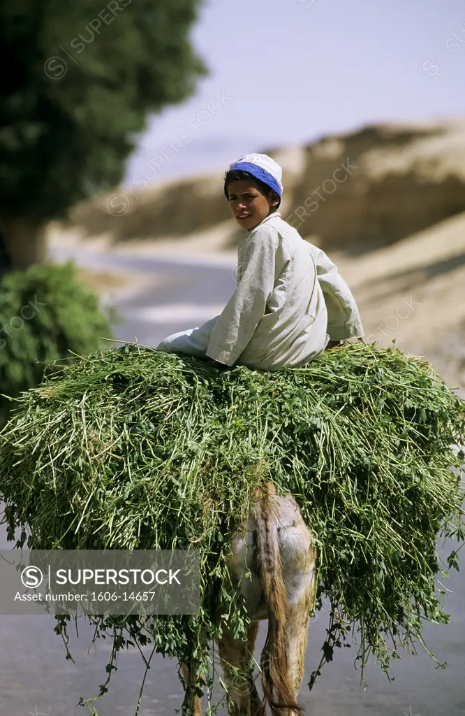 Egypt, Minieh district, boy on a donkey