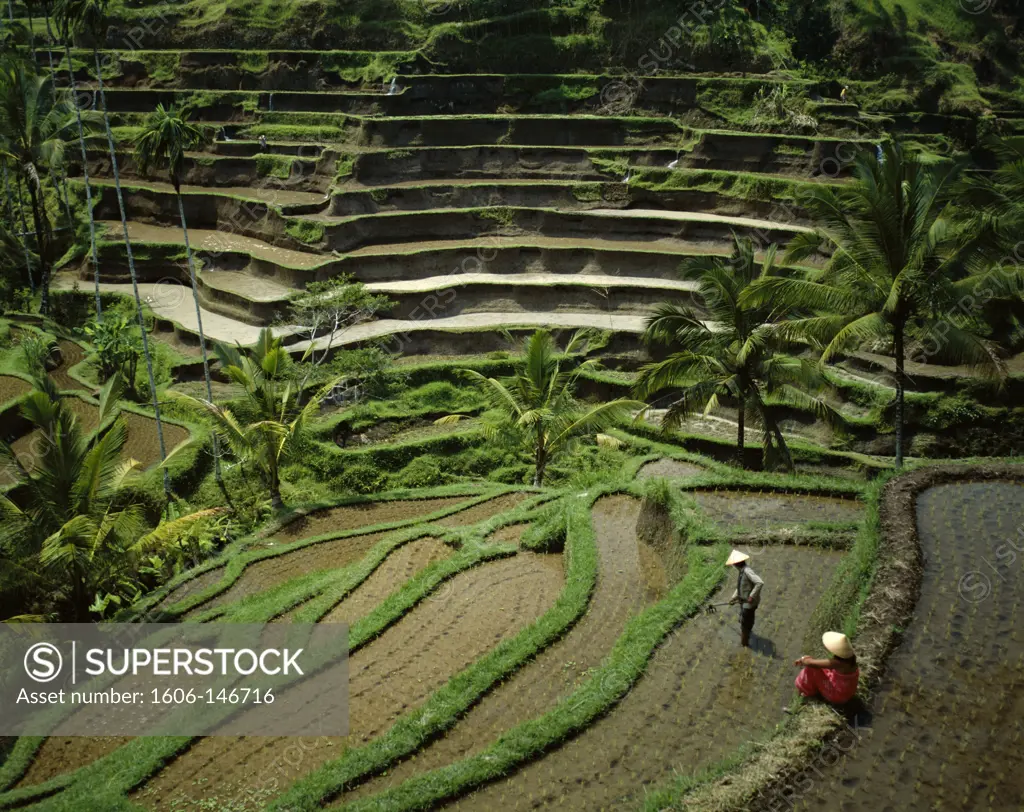 Indonesia, Bali, Ubud / Rice Terraces