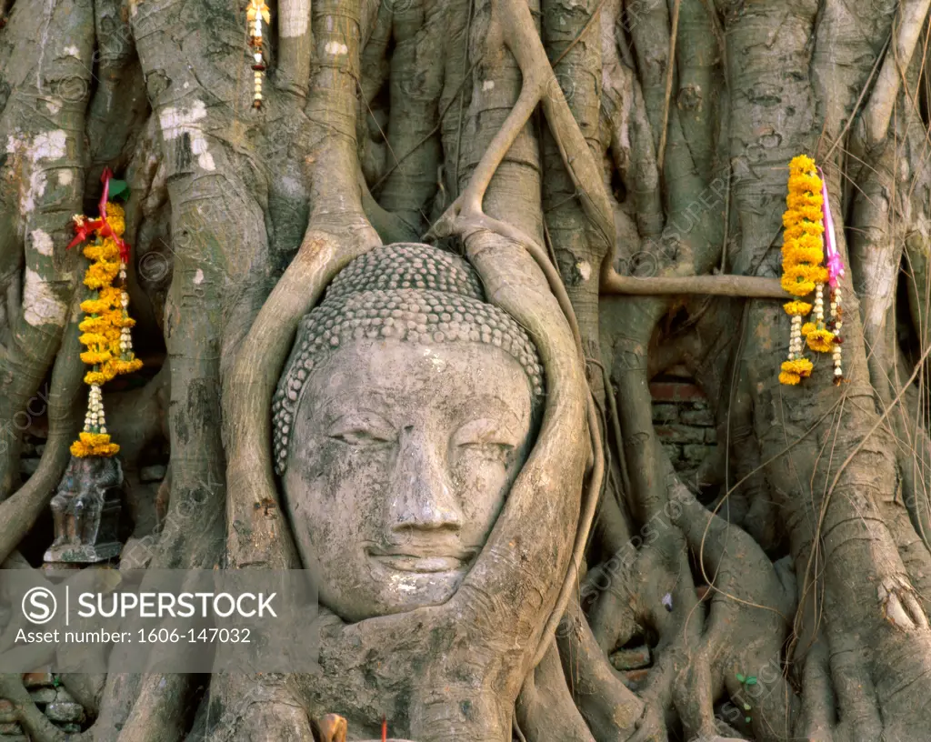 Thailand, Ayutthaya, Wat Mahathat / Buddha Head