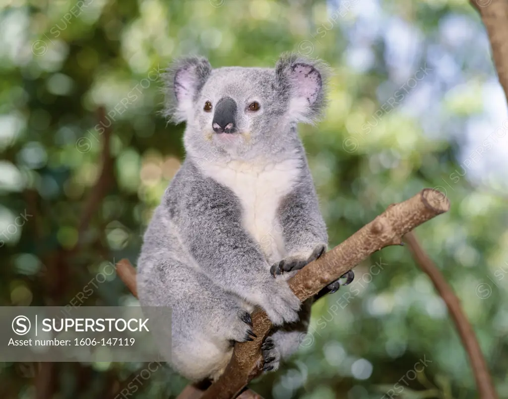 Australia, Queensland, Brisbane, Lone Pine Sanctuary / Koala Bear on Eucalyptus Tree