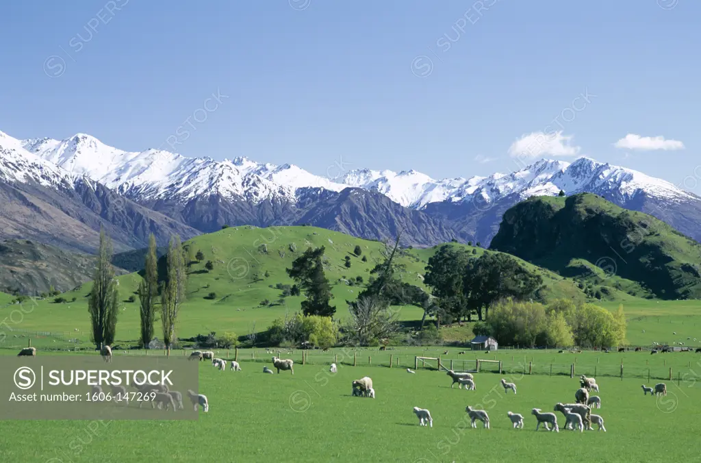 New Zealand, South Island, Wanaka, Sheep & Green Grass / Field / The Southern Alps Mountain Ranges / Snow Capped Mountain