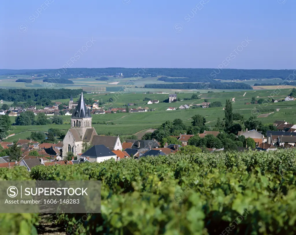 France, Champagne, Vineyards near Reims