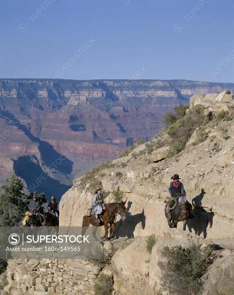 USA, Arizona, Grand Canyon National Park / Grand Canyon / Tourists Mule Trekking