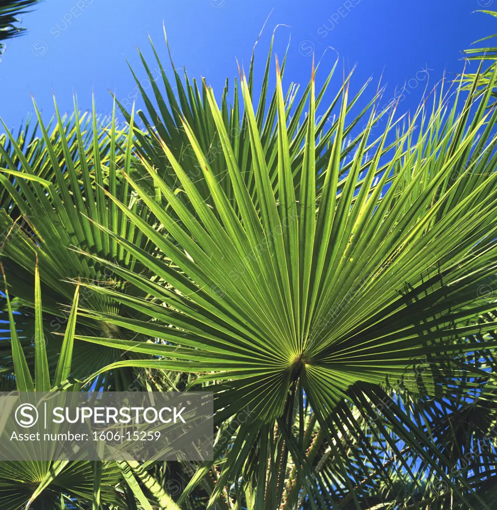 Mexico, close-up of palm tree leaves, blue sky