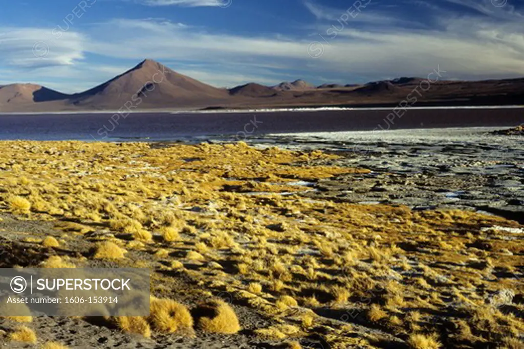 Bolivia, Laguna Colorada, Banks of the lake with yellow grass, Saline, mountains at the background