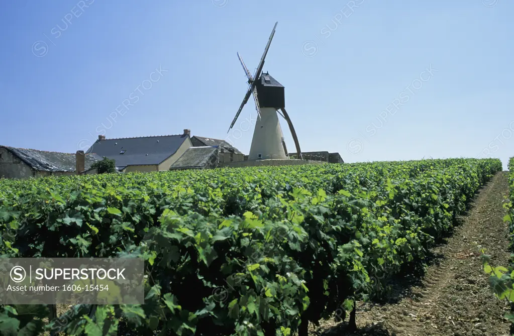 France, Maine et Loire, Anjou, vineyards, Moulin de la Pinsonnerie and farmhouse in background