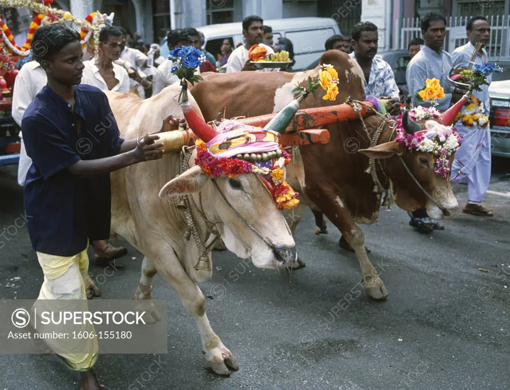 Malaysia, Penang, Thaipusam, Hindu, religious, festival, people, oxcart,