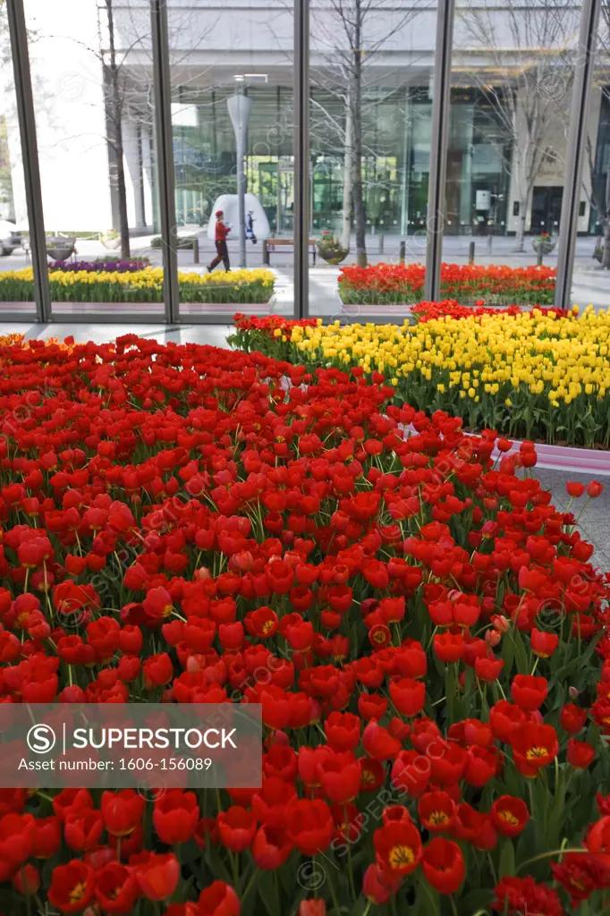 Colorful tulips brighten both the lobby and Maraunouchi Naka-Dori Street outside the Marunouchi Building in the Marunouchi business district of central Tokyo, Japan.