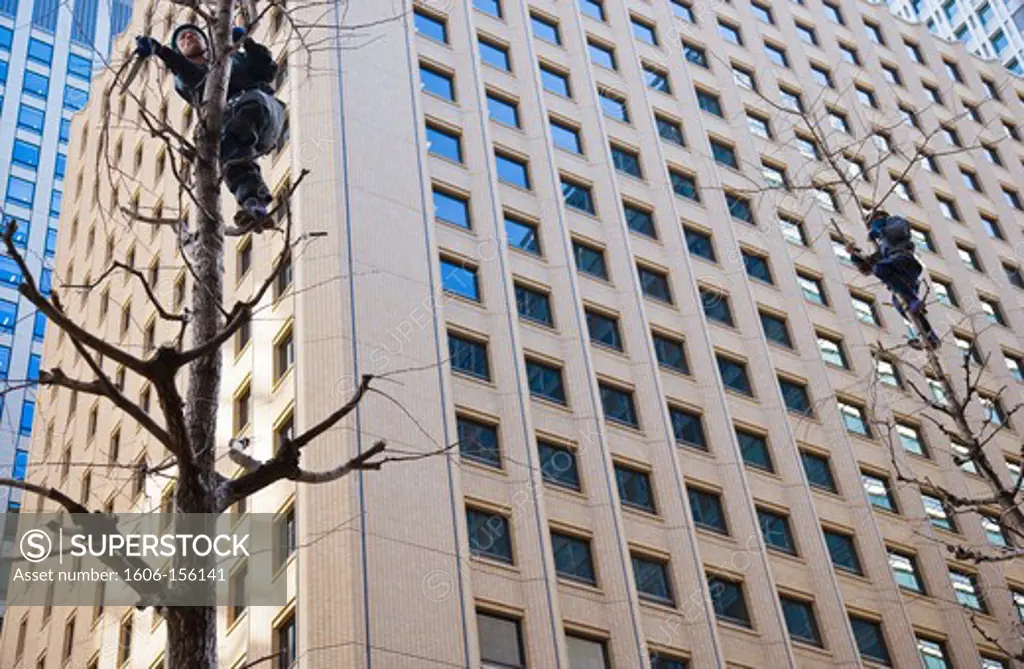 Japanese gardeners climb trees without ropes or ladders for pre-spring pruning in the Marunouchi banking district of central Tokyo, Japan.