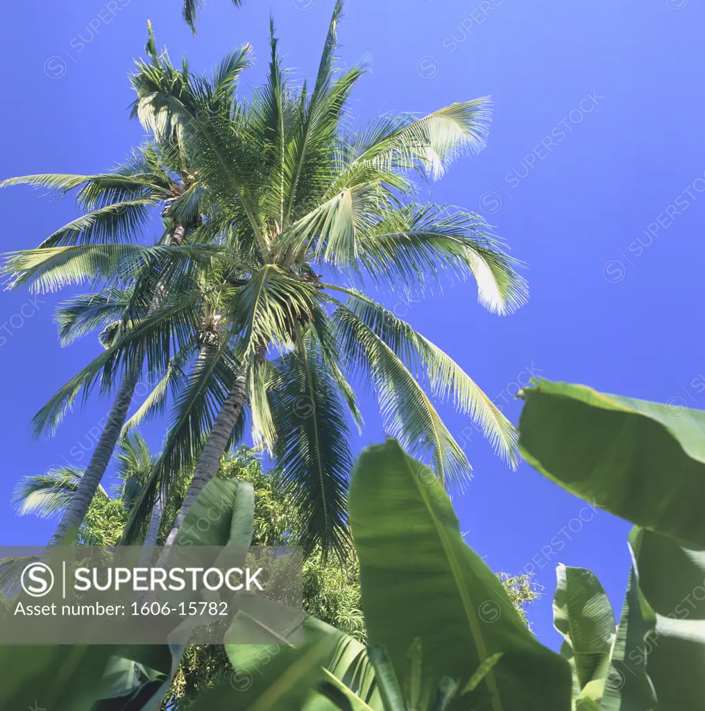 Mexico, palm trees and  banana trees, low angle view