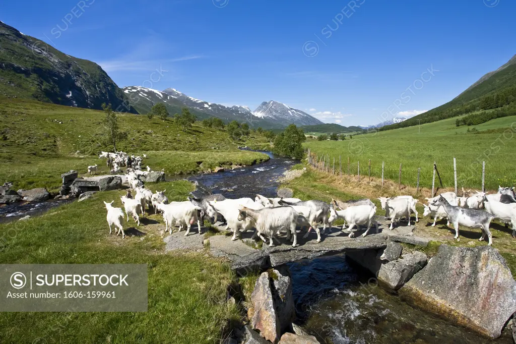 Norway-June 2009 More Og Romsdal Province Herd