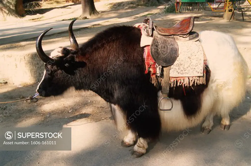 India; Himachal Pradesh, Manali, yak, bos grunniens,