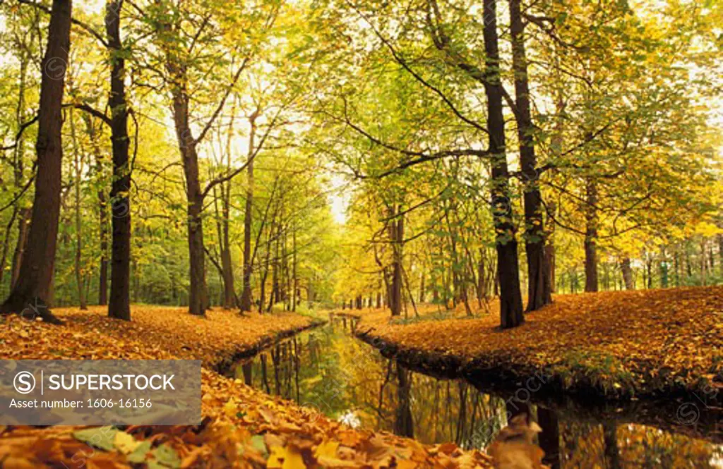 France, Paris, Bois de Vincennes in autumn, canal, dead leaves