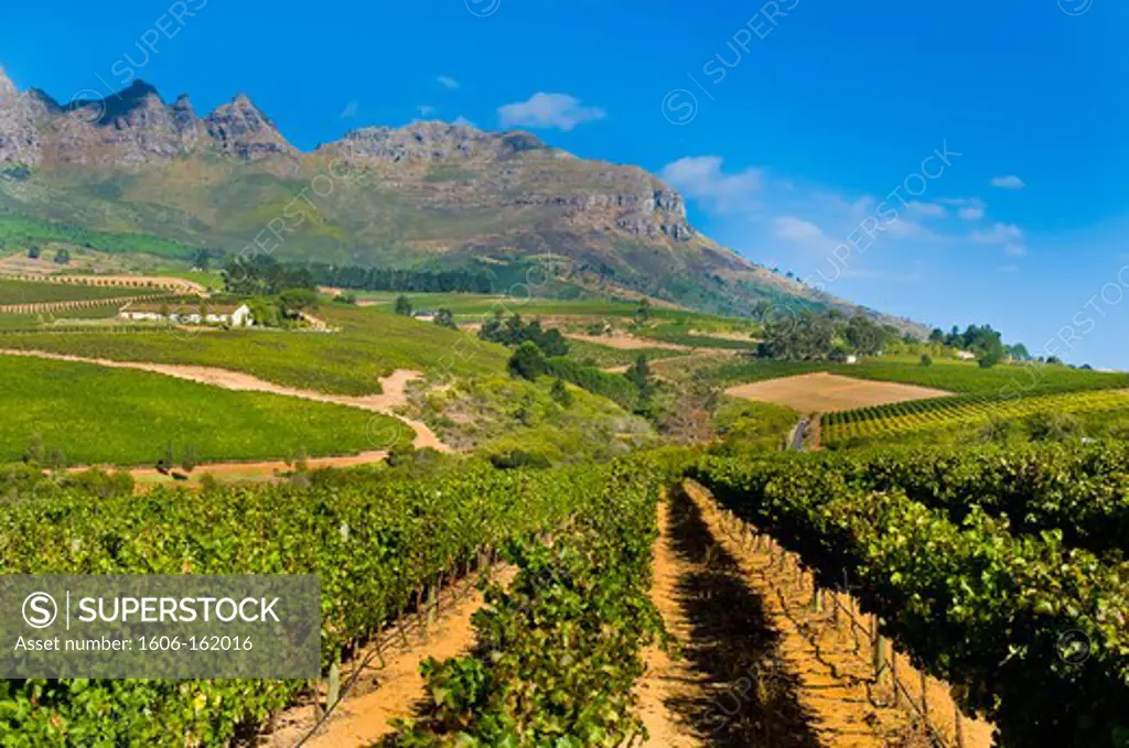South Africa, Western Cape Province, Winelands, Franschhoek valley, Wine road, Ernie Els Estate (1999)