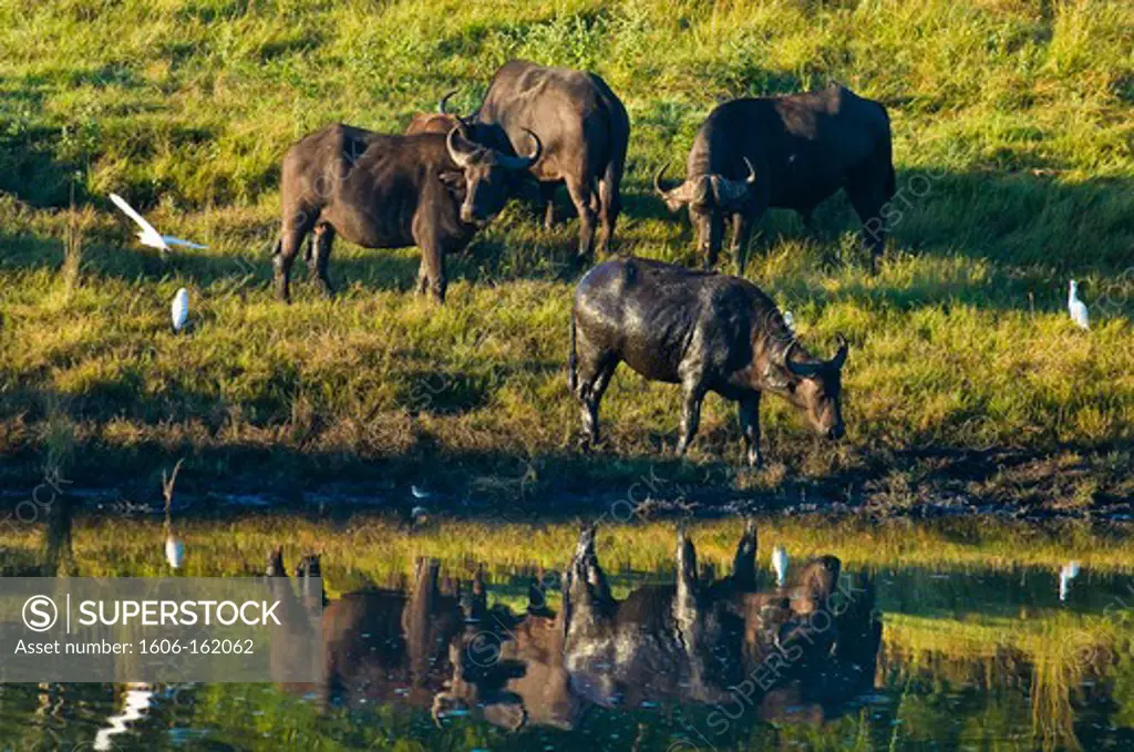 Africa, Zimbabwe, North Matabeleland province, Hwange National Park buffalos (Syncerus caffer)