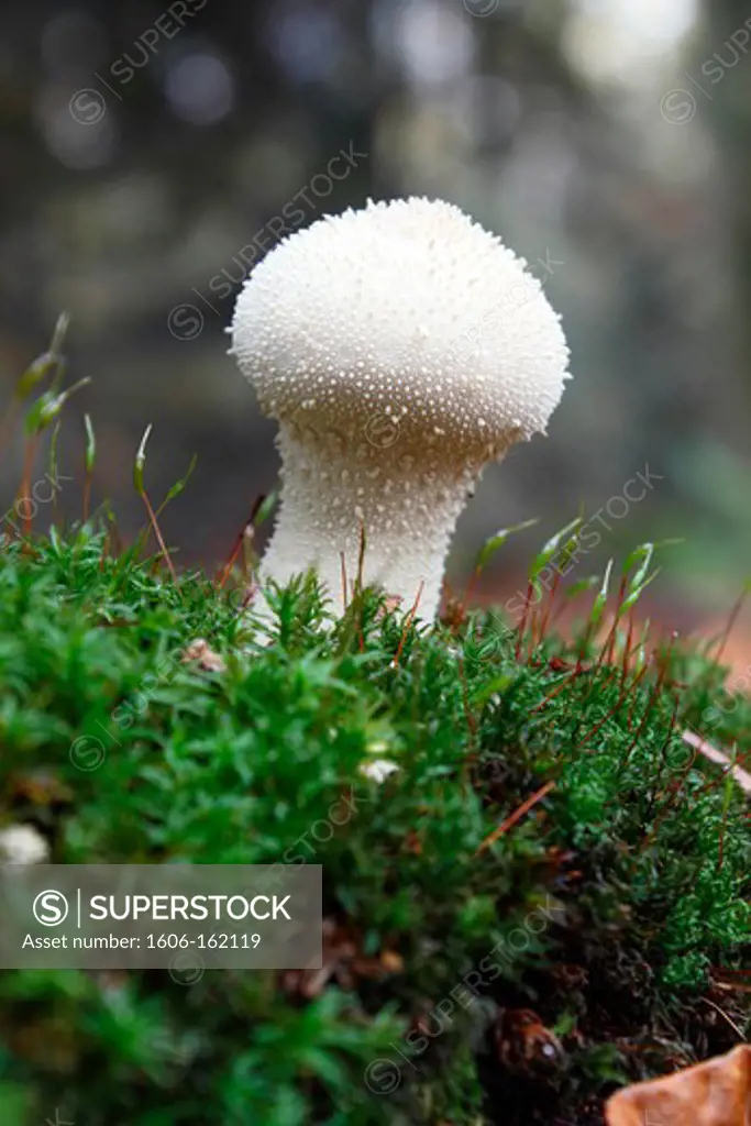 France, Seine and Marne, Malvoisine forest, close up of a mushroom Puffball (Vesse-de-loup)
