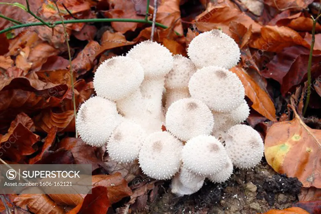 France, Seine and Marne, Malvoisine forest, close up of mushrooms Puffball (Vesse-de-loup)